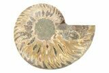 Cut & Polished Ammonite Fossil (Half) - Madagascar #223138-1